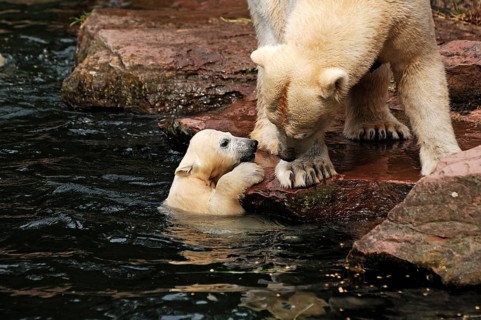 Polar bear mother with two young polar bears (Ursus maritimus) . Nuremberg Zoo, Am Tiergarten 30,
