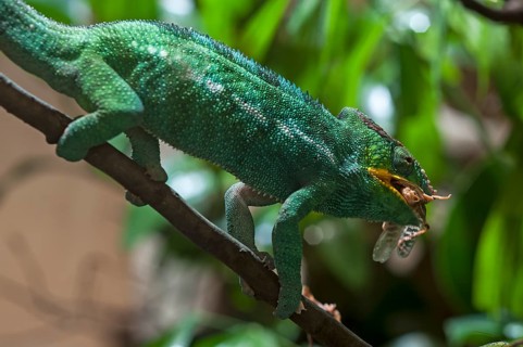 Panther Chameleon, terrarium in the Nuremberg Zoo, Nuremberg, Middle Franconia, Bavaria, Germany,