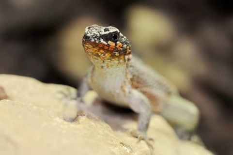 Colourful masked iguana (Leiocephalus personatus), male, captive, occurring in Haiti and the