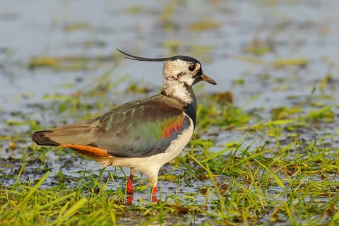 Northern lapwing (Vanellus vanellus), in a wet meadow, Ochsenmoor on Lake Duemmer, Lower Saxony,