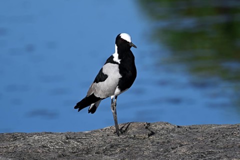 Blacksmith lapwing or Blacksmith Plover (Vanellus armatus), Serengeti National Park, Tanzania,