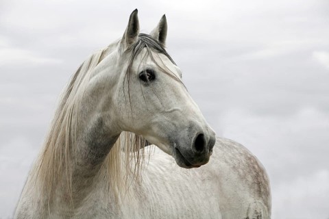 Andalusian, Andalusian horse, Antequera, Andalusia, Spain, Europe