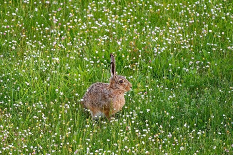 A brown hare (Lepus europaeus) sits in a flowering meadow surrounded by grass and wildflowers,