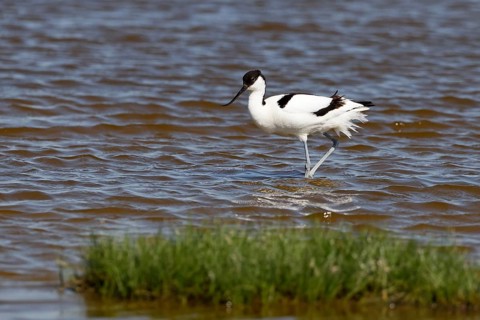 Black-capped avocet (Recurvirostra avosetta) wading through water, North Sea coast, Dithmarschen,