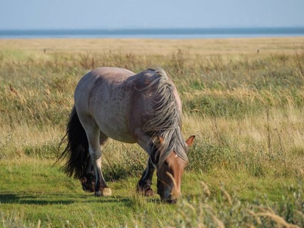 Grey-beige horse with lowered head, grazing in a meadow in summer near a sea, horses on salt meadow