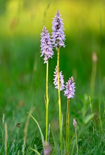 Moorland spotted orchid (Dactylorhiza maculata), flowering wild orchid, Lower Rhine, North