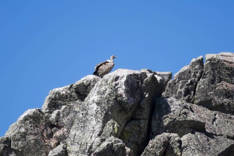 Griffon vulture (Gyps fulvus), Monfraguee National Park, Extremadura, Castilla La Mancha, Spain,