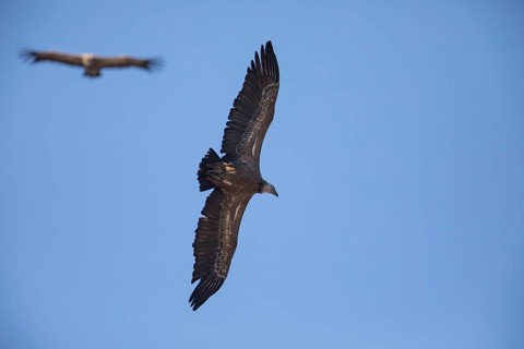 Griffon vulture (Gyps fulvus), Monfraguee National Park, Extremadura, Castilla La Mancha, Spain,