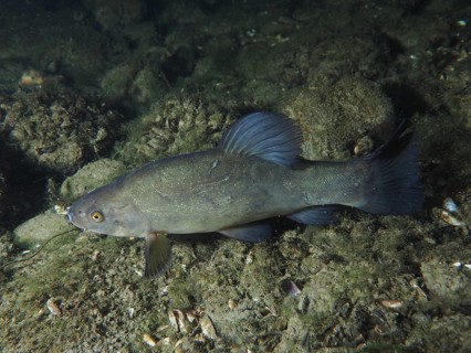 A tench (Tinca tinca) rests on the sandy bottom at night. Dive site Zollbruecke, Rheinau, Canton