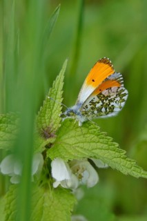 Orange tip (Anthocharis cardamines), May, Saxony, Germany, Europe