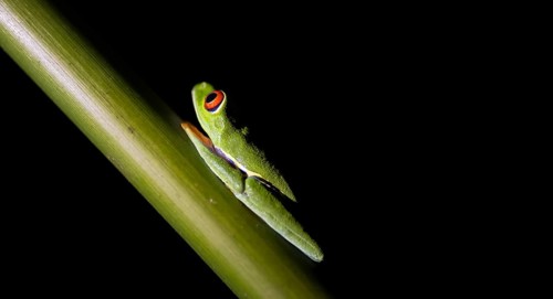 Red-eyed tree frog (Agalychnis callidryas) sitting on a stem, at night, Tortuguero National Park,