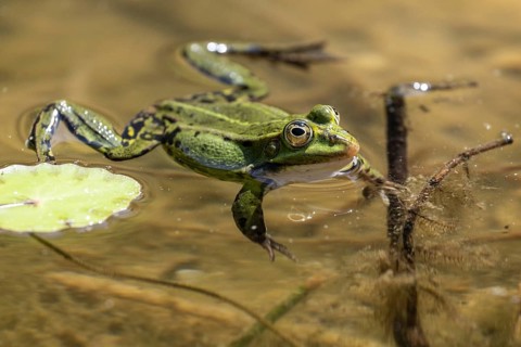 Green frog (Rana esculenta), Emsland, Lower Saxony, Germany, Europe