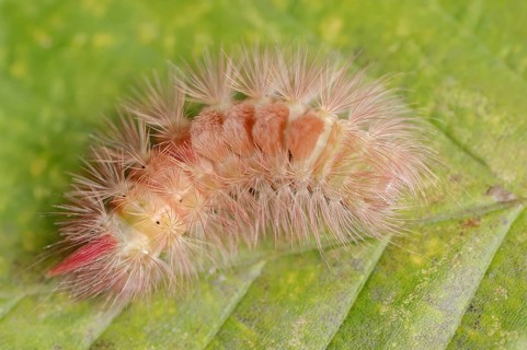 Pale tussock (Calliteara pudibunda), caterpillar of the red colour variant, North Rhine-Westphalia,