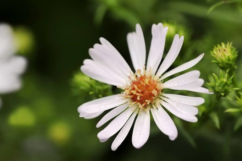 Smooth-leaved aster or Symphyotrichum novi-belgii (Aster novi-belgii, Symphyotrichum novi-belgii),