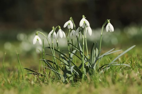 Common snowdrop (Galanthus nivalis), North Rhine-Westphalia, Germany, Europe
