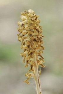 Bird's-nest orchid (Bird's-nest orchid nidus-avis), North Rhine-Westphalia, Germany, Europe