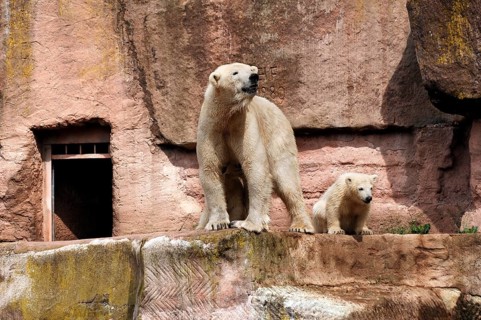 Polar bear mother with two young polar bears (Ursus maritimus) . Nuremberg Zoo, Am Tiergarten 30,