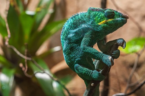 Panther Chameleon, terrarium in the Nuremberg Zoo, Nuremberg, Middle Franconia, Bavaria, Germany,