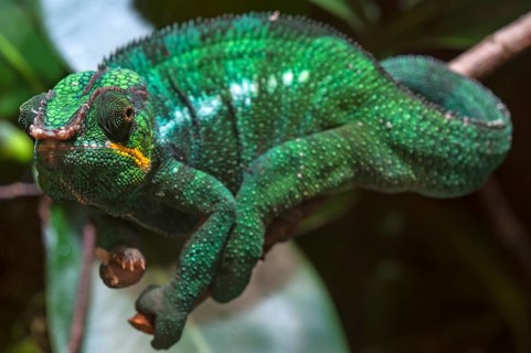 Panther Chameleon, terrarium in the Nuremberg Zoo, Nuremberg, Middle Franconia, Bavaria, Germany,