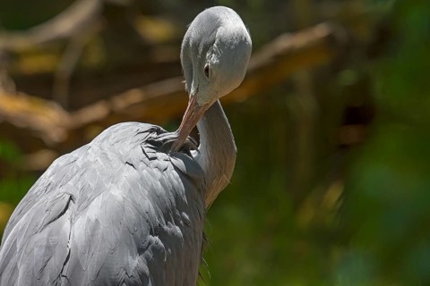 Preening paradise crane (Anthropoides paradisea), Nuremberg Zoo, Middle Franconia, Bavaria,