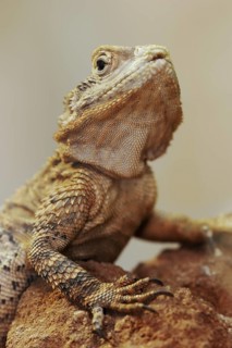 Hardun or slingtail (Stellagama stellio, Agama stellio, Laudakia stellio), captive, occurring in