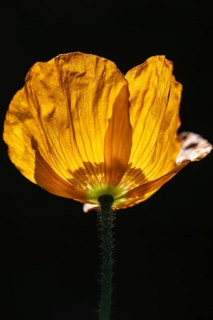 Welsh poppy (Meconopsis cambrica), flower, Emsland, Lower Saxony, Germany, Europe