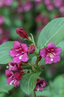 Weigelas (Weigela), flowers, Emsland, Lower Saxony, Germany, Europe