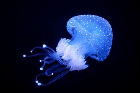 Tropical Jellyfish Phyllorhiza punctata white-spotted jellyfish aka floating bell, Australian
