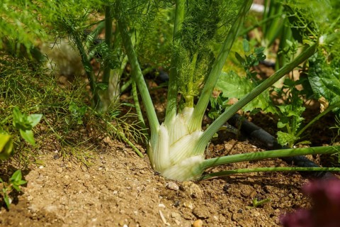 Fennel Bulb in garden bed. Annual fennel, Foeniculum vulgare azoricum. Florence or bulbing fennel.