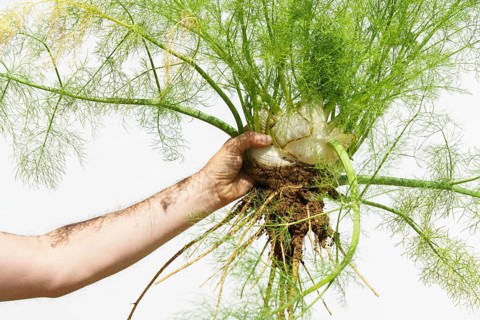 Arm of a man holding a fennel plant picked from his organic garden isolated on white background