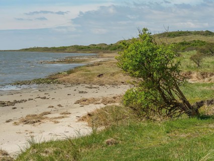 A single tree stands near the sea on a natural beach, dune and footpaths on the wadden sea, clouds