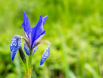 Siberian iris (Iris sibirica), near Irdning, Ennstal, Styria