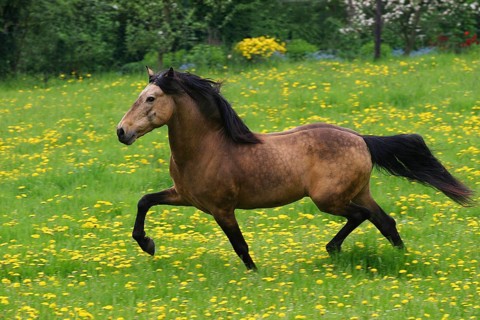 Andalusian, Andalusian horse, Spaniard