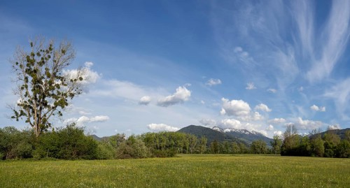 Evening light, tree in a meadow at the edge of a forest, snow-covered mountains in the background,