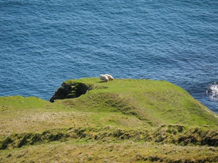 Hills with grazing sheep overlook the vast blue ocean, green meadows on a deep blue sea and a rocky
