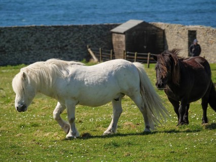 A white pony leads the black pony on a green pasture in front of a stone wall and the blue sea,