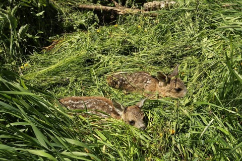 European roe deer (Capreolus capreolus) fawn rescue, fawns rescued from the meadow to be mowed,