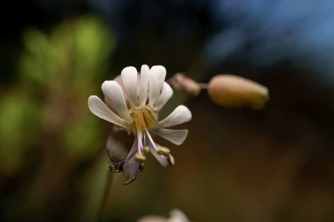 Close-up of a sunlit Silene vulgaris flower against a dark background
