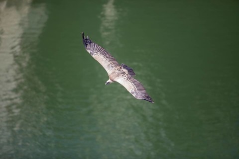 Griffon vulture (Gyps fulvus), Monfraguee National Park, Extremadura, Castilla La Mancha, Spain,