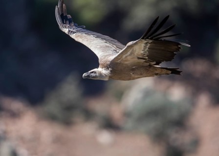 Griffon vulture (Gyps fulvus), Monfraguee National Park, Extremadura, Castilla La Mancha, Spain,