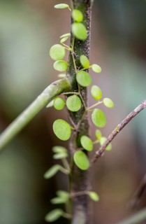 Climbing plant with small leaves, dwarf pepper (Peperomia rotundifolia) climbing up a branch,