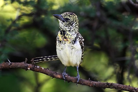 D'Arnaud's barbet (Trachyphonus darnaudii) perched on a branch, Serengeti National Park