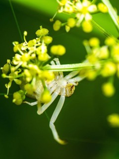 Flower Crab Spider, Misumena, spider on white folwers