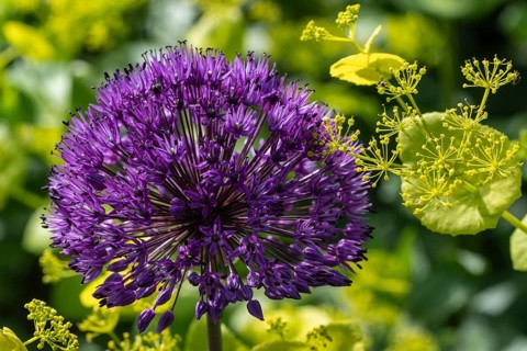 Ornamental leek (Allium aflatuense Purple Splendour) and yellow umbel (Smyrnium perfoliatum),
