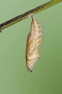 Small tortoiseshell (Nymphalis urticae, Aglais urticae), pupa, North Rhine-Westphalia, Germany,
