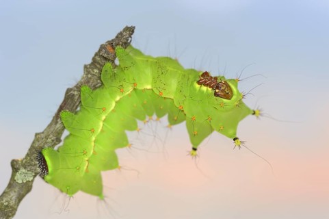 Indian luna moth (Actias selene), caterpillar, captive, occurrence in Asia