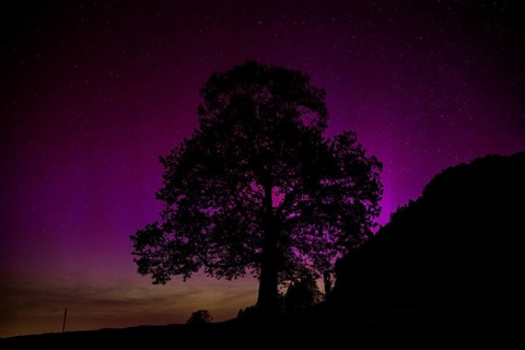 Silhouette of lime tree in front of aurora borealis, northern lights due to solar storm,