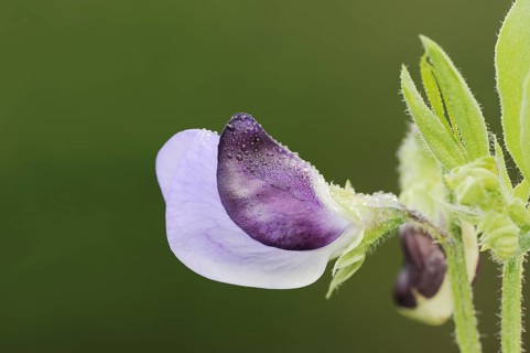 Sweet pea (Lathyrus odoratus), flower, ornamental plant, North Rhine-Westphalia, Germany, Europe