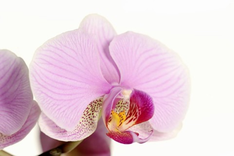 Butterfly orchid (Phalaenopsis), flower, houseplant, North Rhine-Westphalia, Germany, Europe