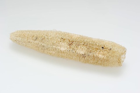 Sponge cucumber (Luffa aegyptiaca, Luffa cylindrica), fibrous interior of the ripe fruit, used as a